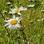 55039012590_a4c480e0f9_b1