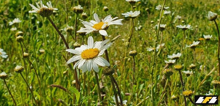 55039012590_a4c480e0f9_b1