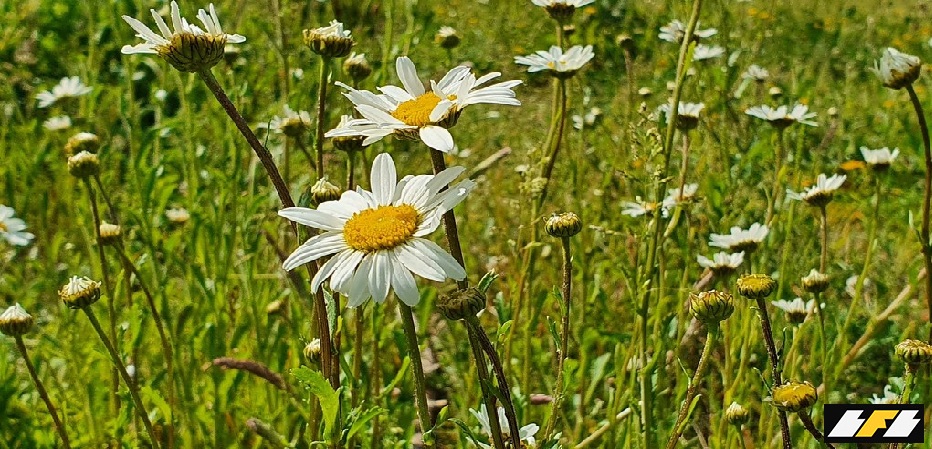 55039012590_a4c480e0f9_b1