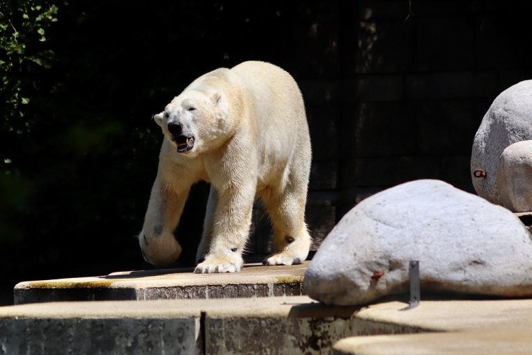 Climate Change And Its Drastic Effect On Biodiversity What We Stand To Lose