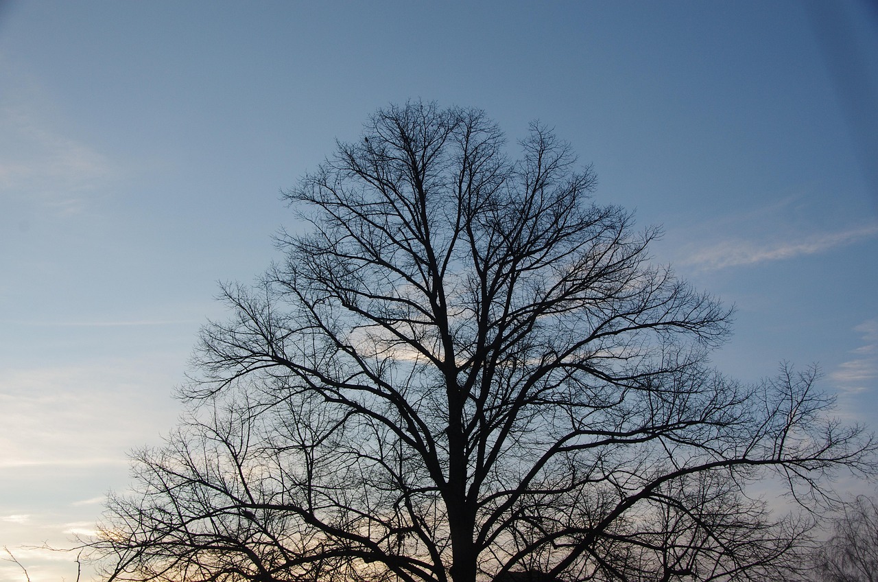 Feedback loops are processes that can either amplify or dampen