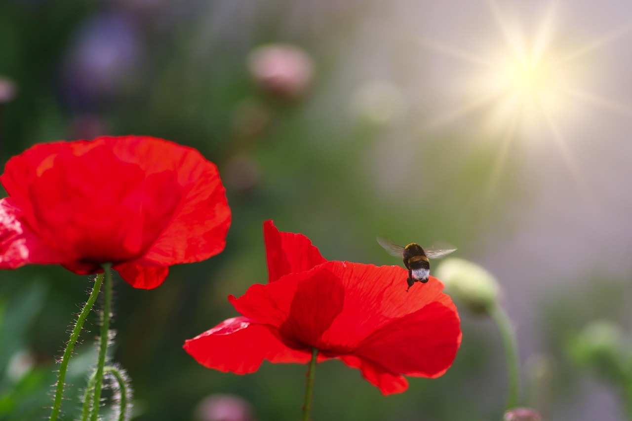 The Science Behind Climate Change Breaking Down The Greenhouse Effect